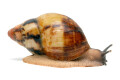 Archachatina marginata egregia Cameroon two-tone adult